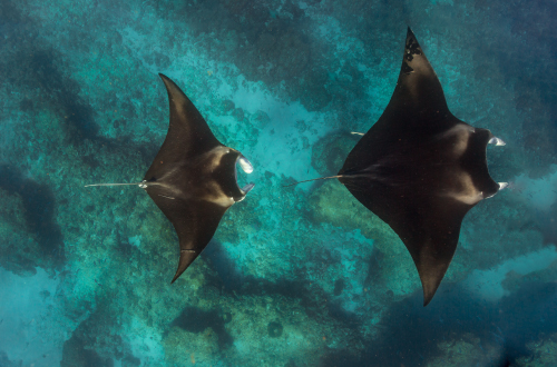 Ningaloo-Reef-Manta-Rays