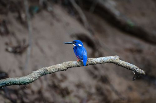 daintree-rainforest-lodge-queensland-australia-bird