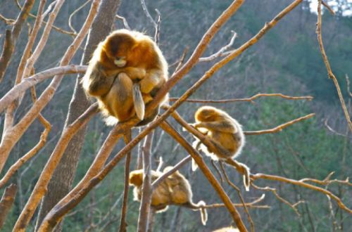 snub-nosed-monkeys