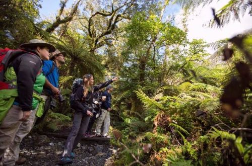 milford-track-walk-forest