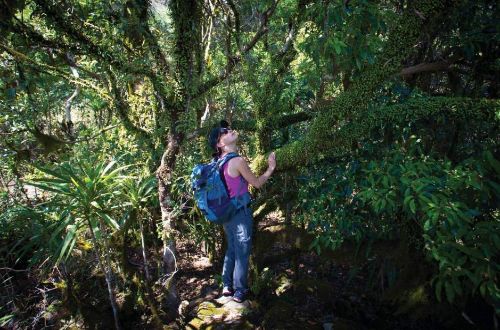 scenic-rim-walk