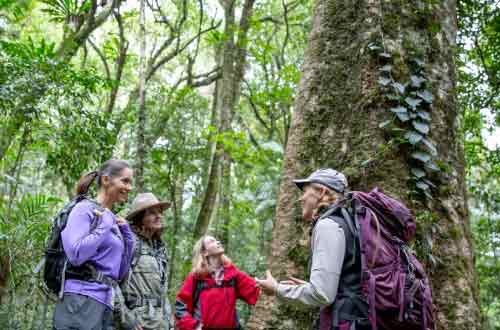 SCENIC-RIM-TRAIL-WALK-rainforest