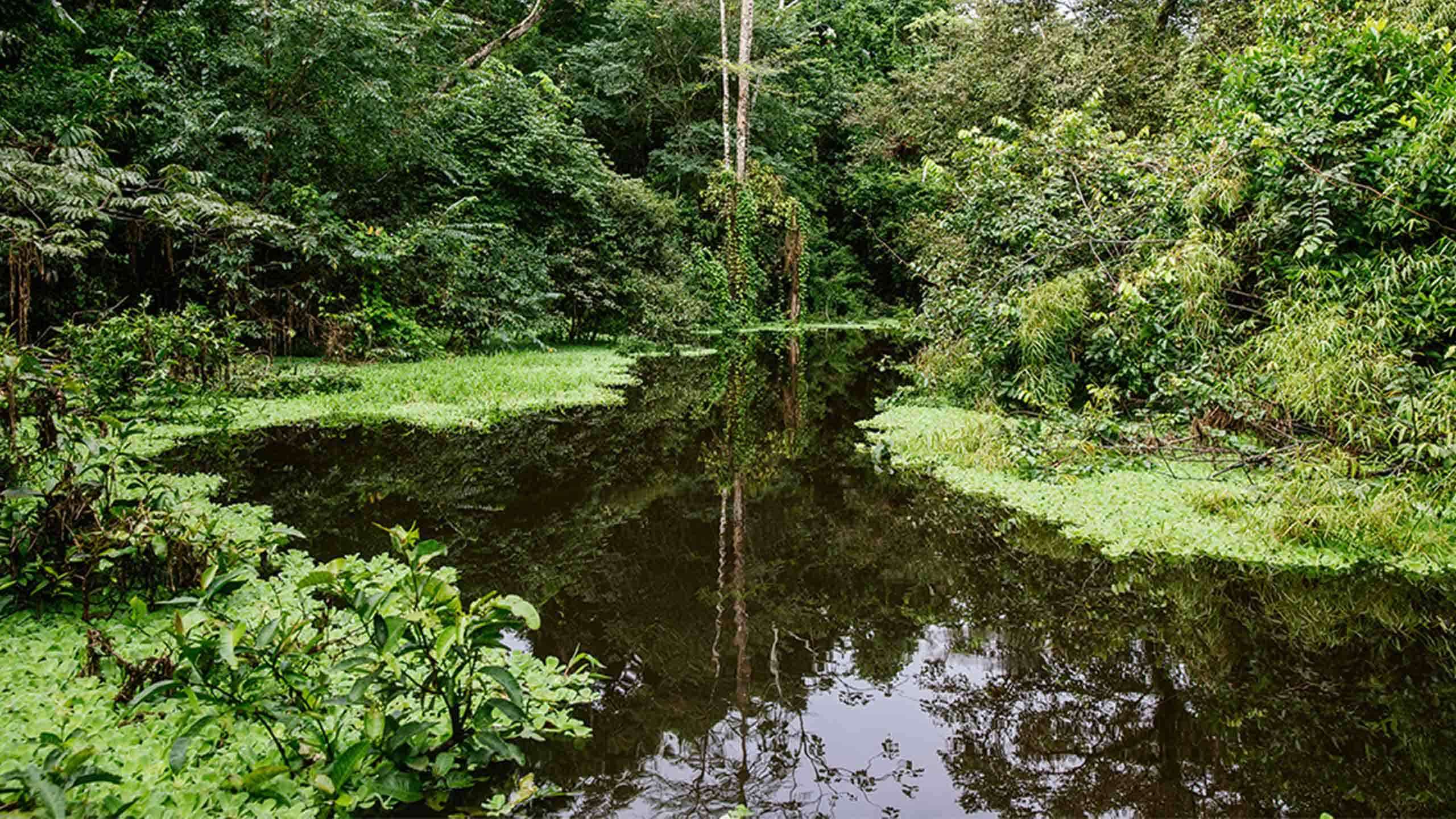 Luxury Aqua Amazon River Discovery Cruise 4D3N (Iquitos - Nauta)