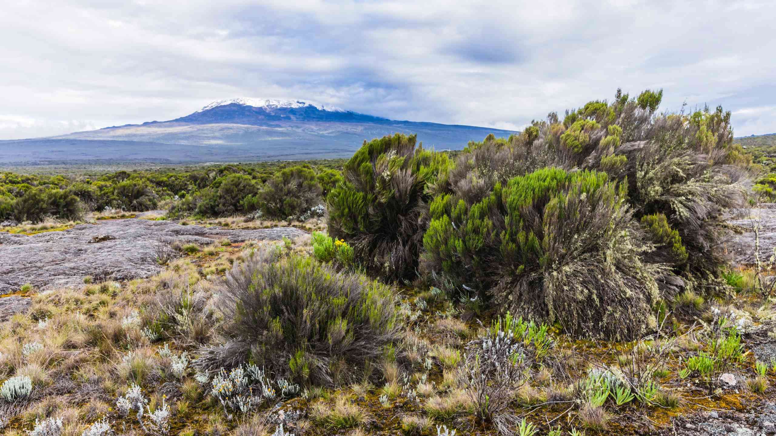 Classic Mount Kilimanjaro Ascent 10D9N (Lemosho Route), Fully Guided