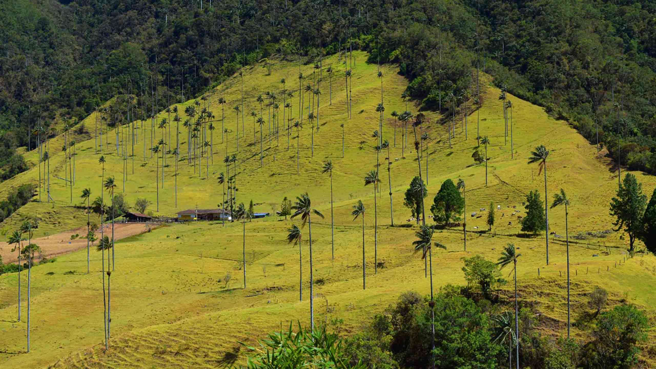 Colombia's Coffee Triangle, Caribbean Coast & Cartenga Luxury Walk 8D7N, Fully Guided