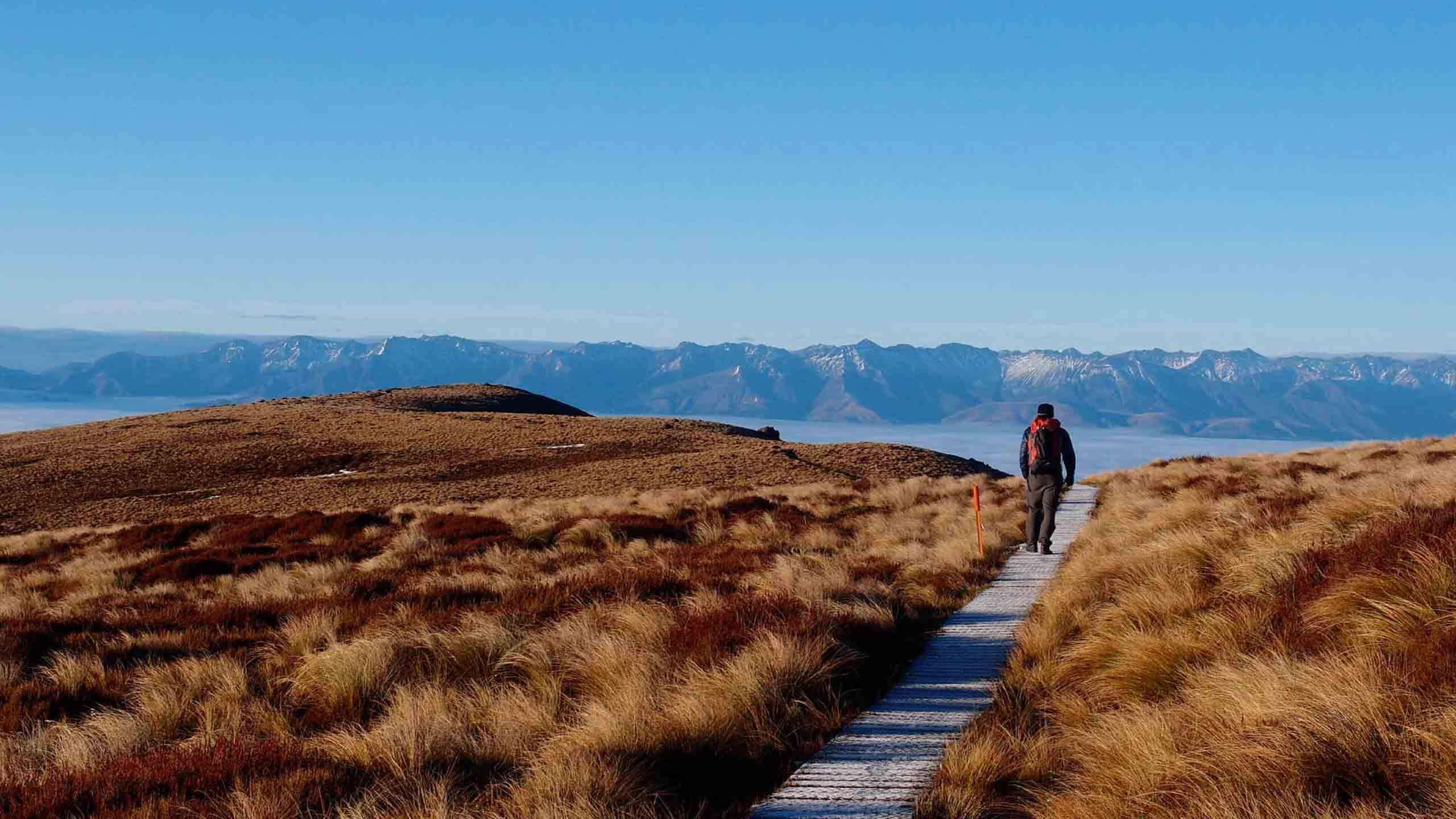 Best of Fiordland - Four Tracks, Milford Sound Cruise & Heli Hike 4D3N, Fully Guided