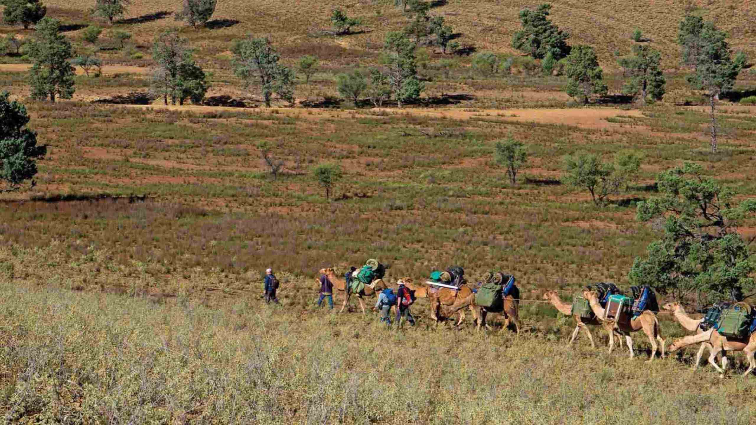 Remote Northern Flinders Ranges Camel Trekking 7D6N, Fully Guided