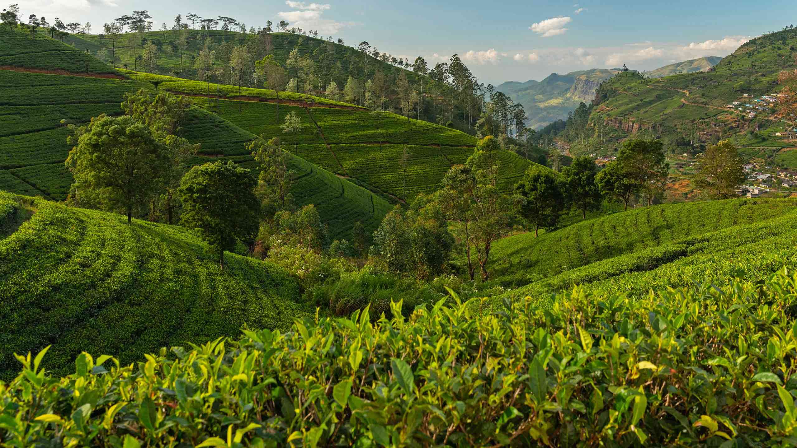 Ultimate Luxury Sri Lanka Culture, Tea and Trails 13D12N, Private Tour