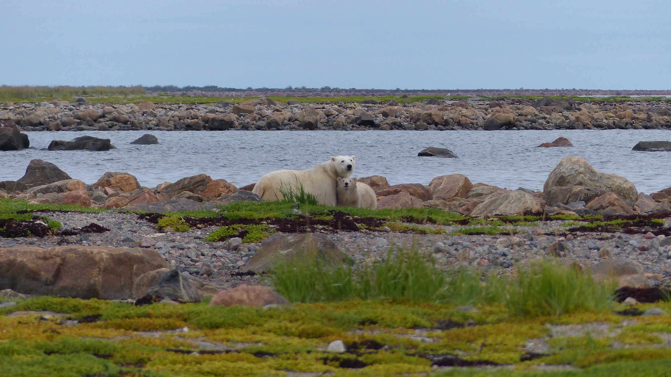 Birds, Bears & Belugas Walking Safari 8D7N