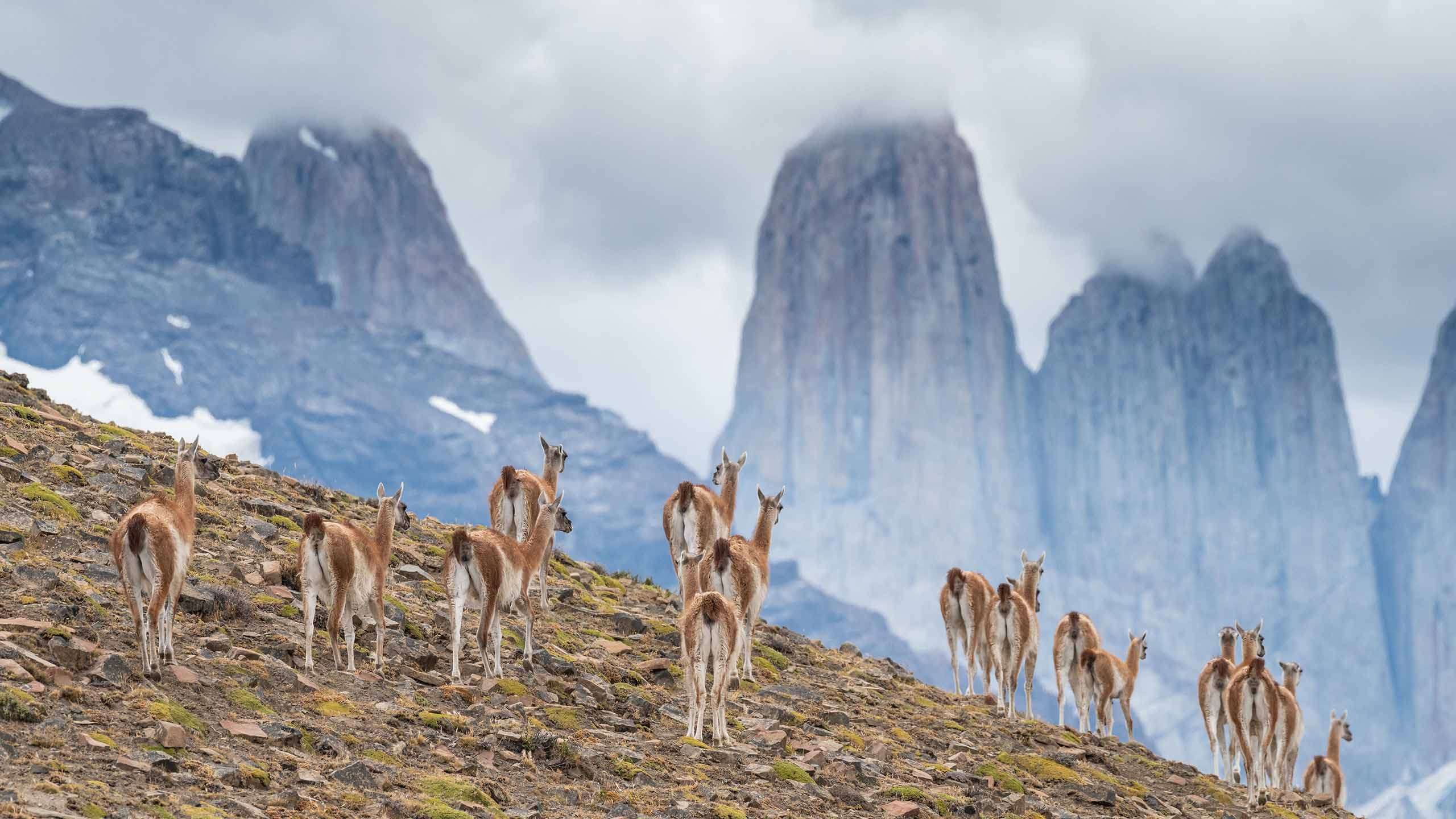 Patagonia Wonders: Argentina & Chile Wildlife Expedition 11D10N, Fully Guided