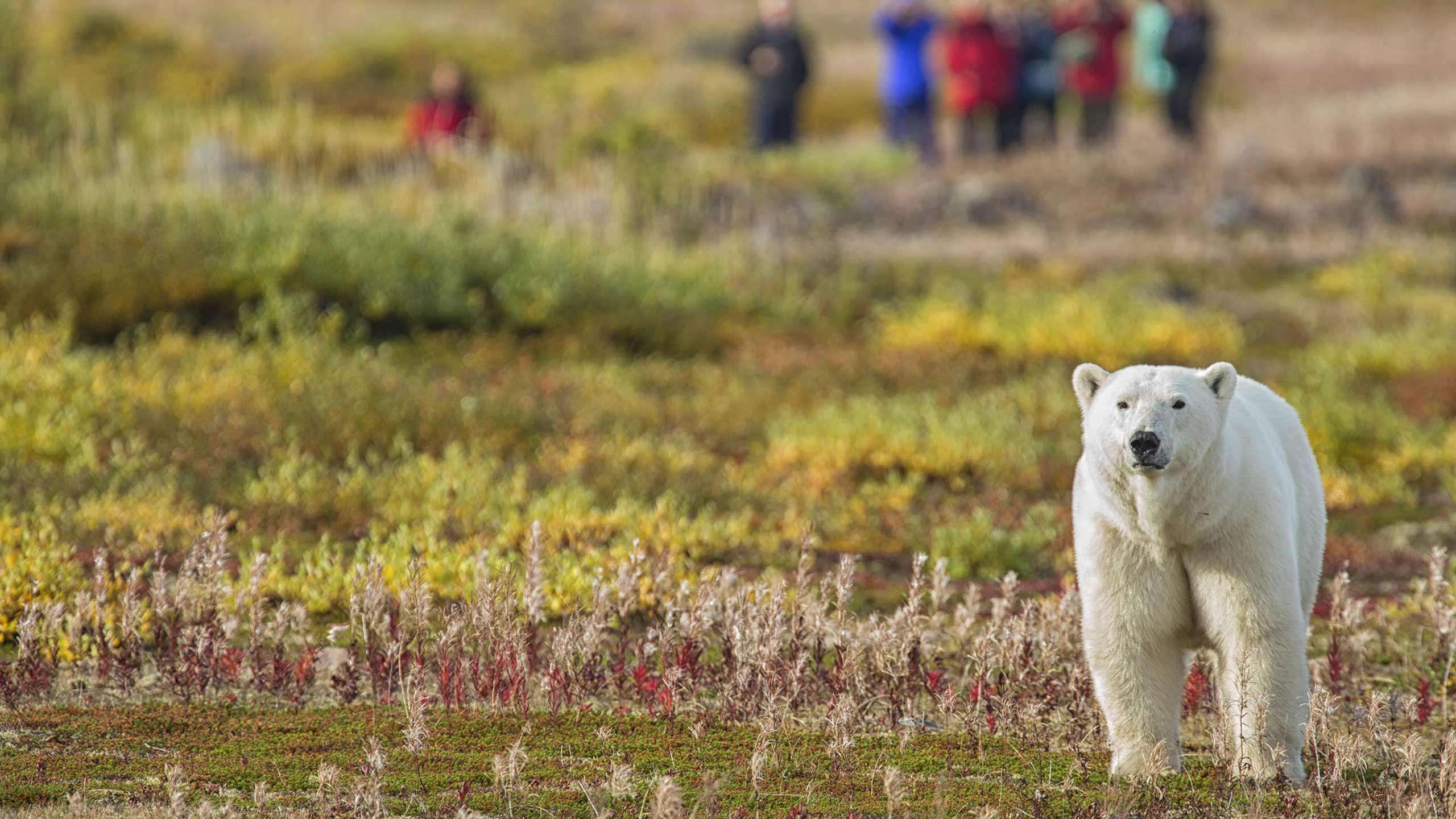 Hudson Bay Wildlife Odyssey Walk 7D6N