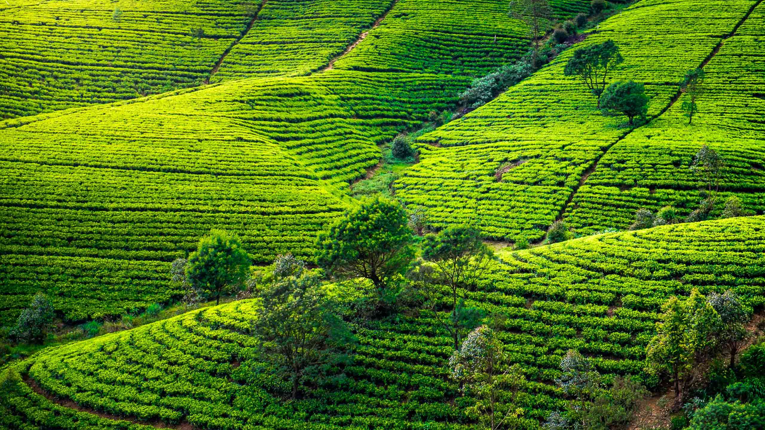 Cycle the Back Roads of Sri Lanka 14D13N (Tea Hills, Safari & Coasts), Fully Guided