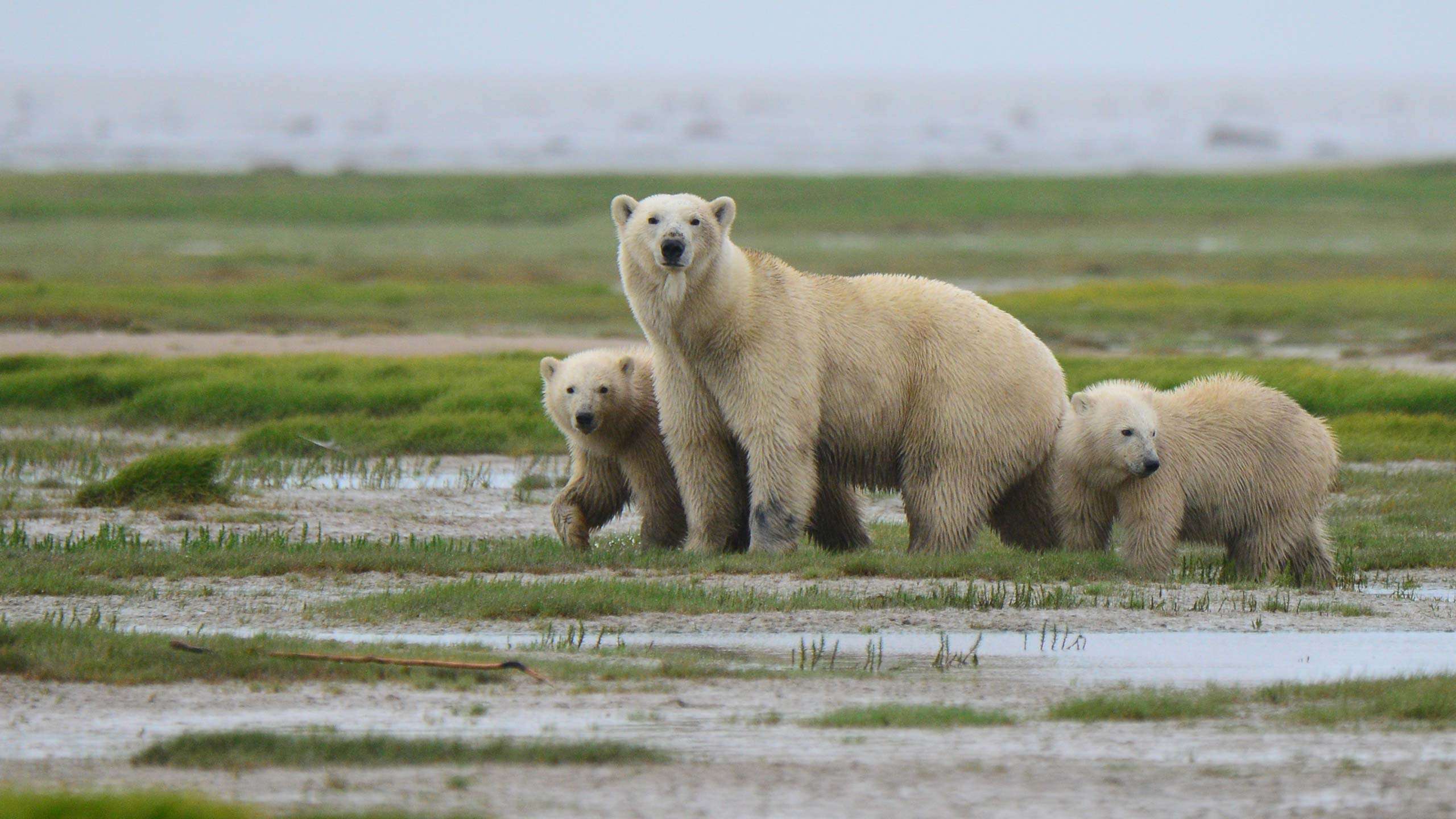 Arctic Discovery Walk & Kayak (Wildlife & History) 9D8N