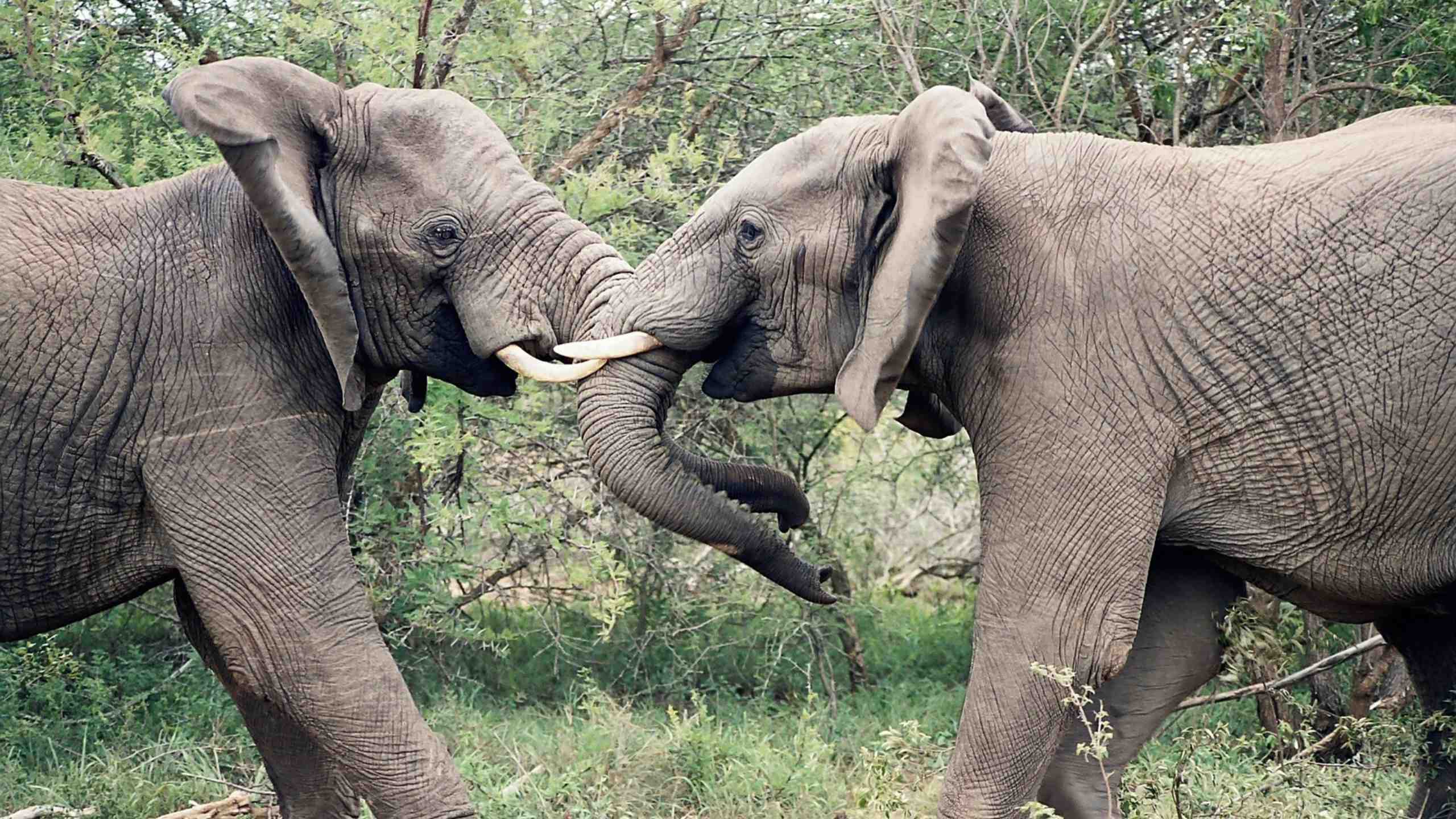 Elephants at Kruger National Park