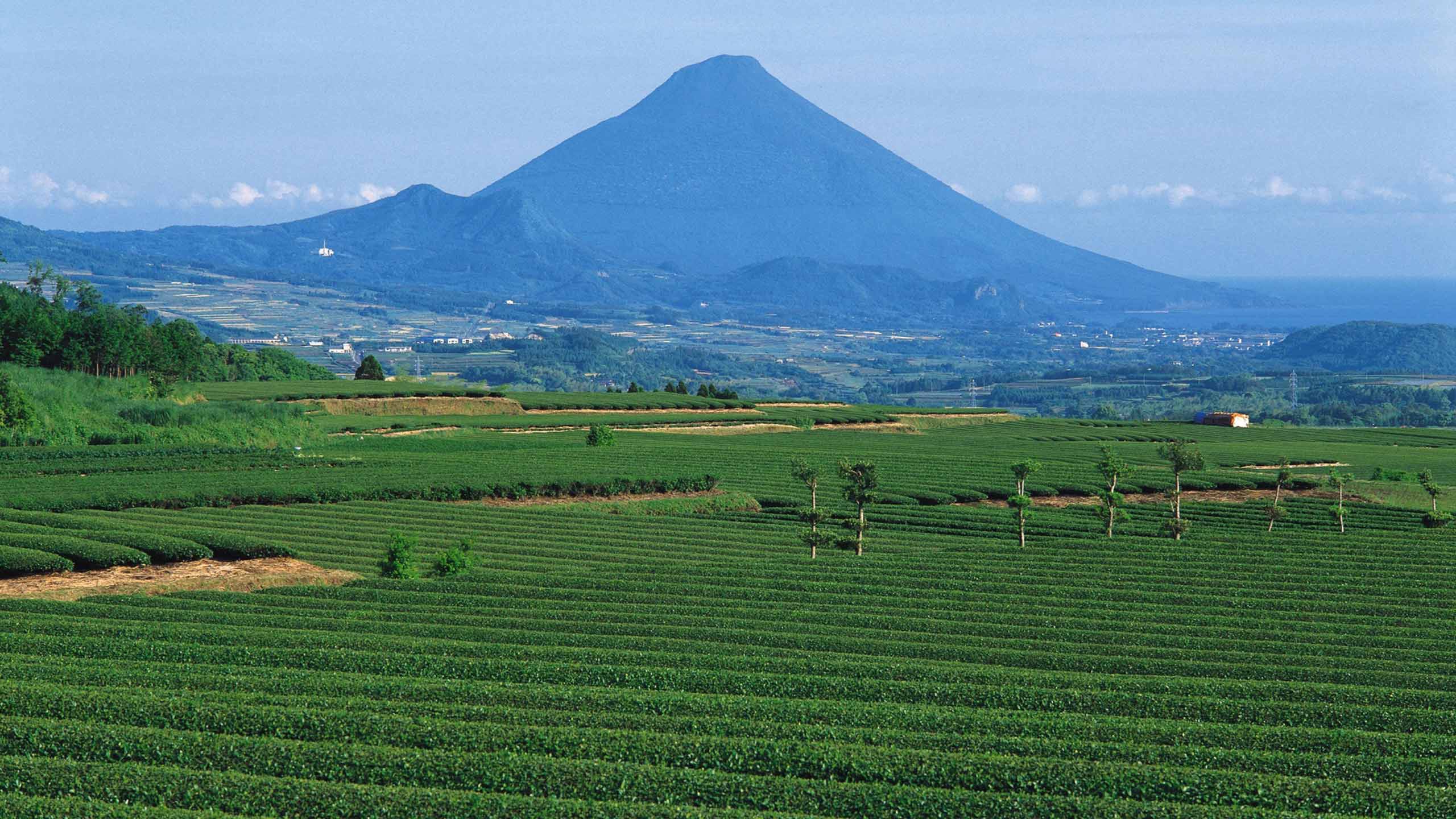 mt-kaimon-tea-fields-kyushu-japan