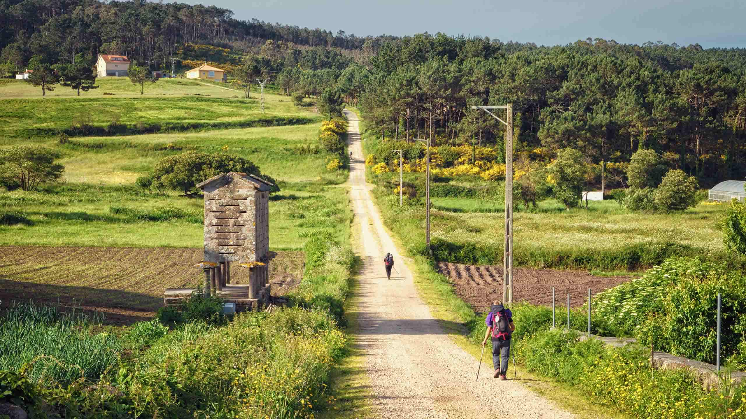 Pilgrims Walking Along On the Way of St. James Spain by Jarcosa