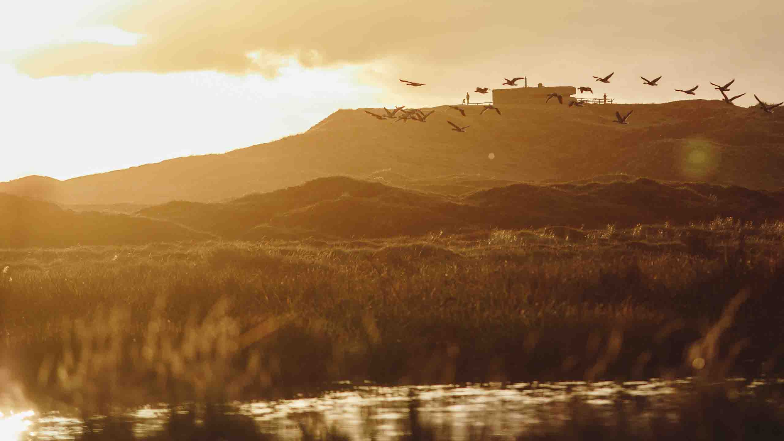 texel-national-park-dunes-netherlands.jpg