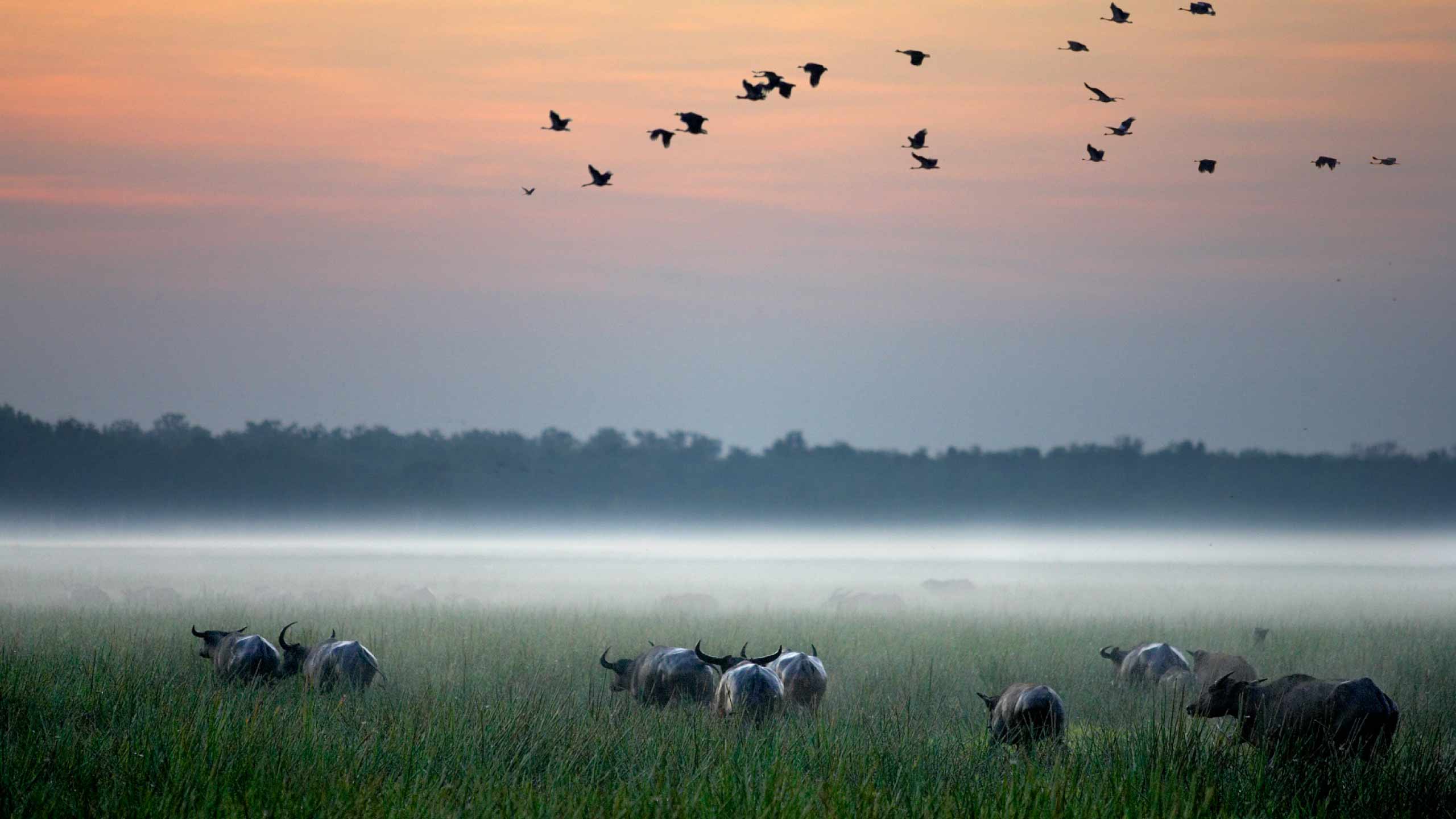 Bamurru-plains-buffalos