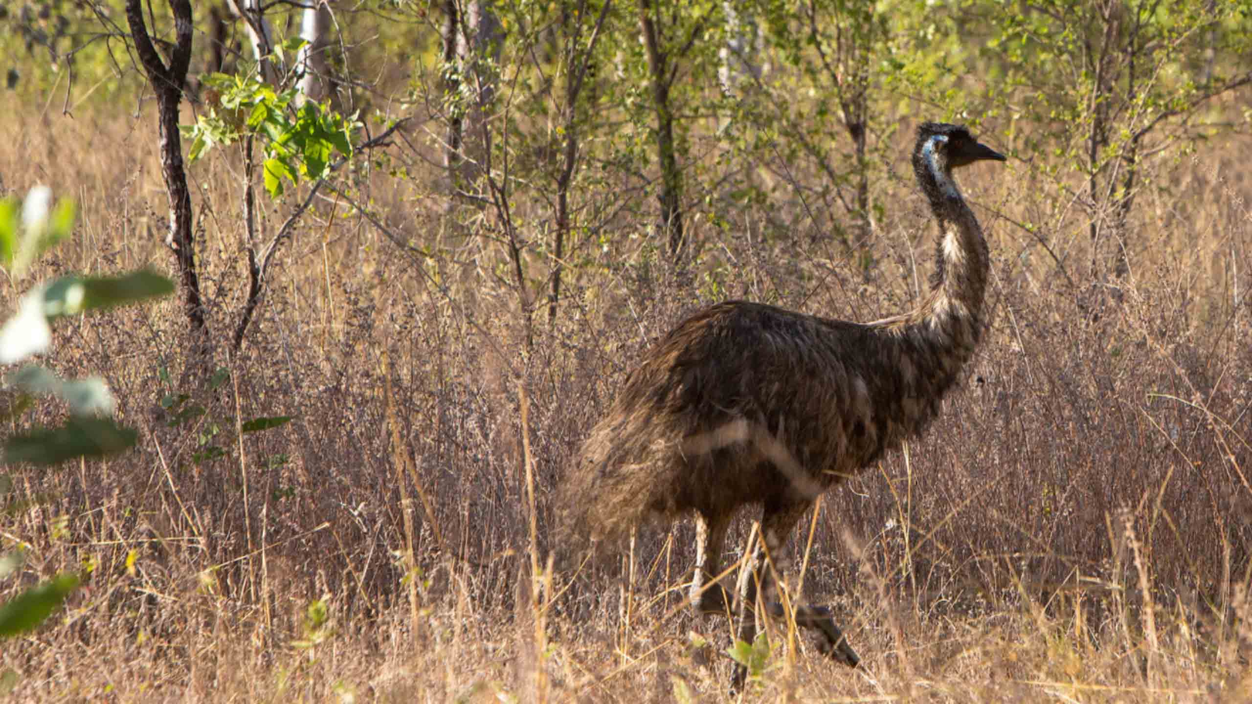 bullo-river-station-kimberleys-emu