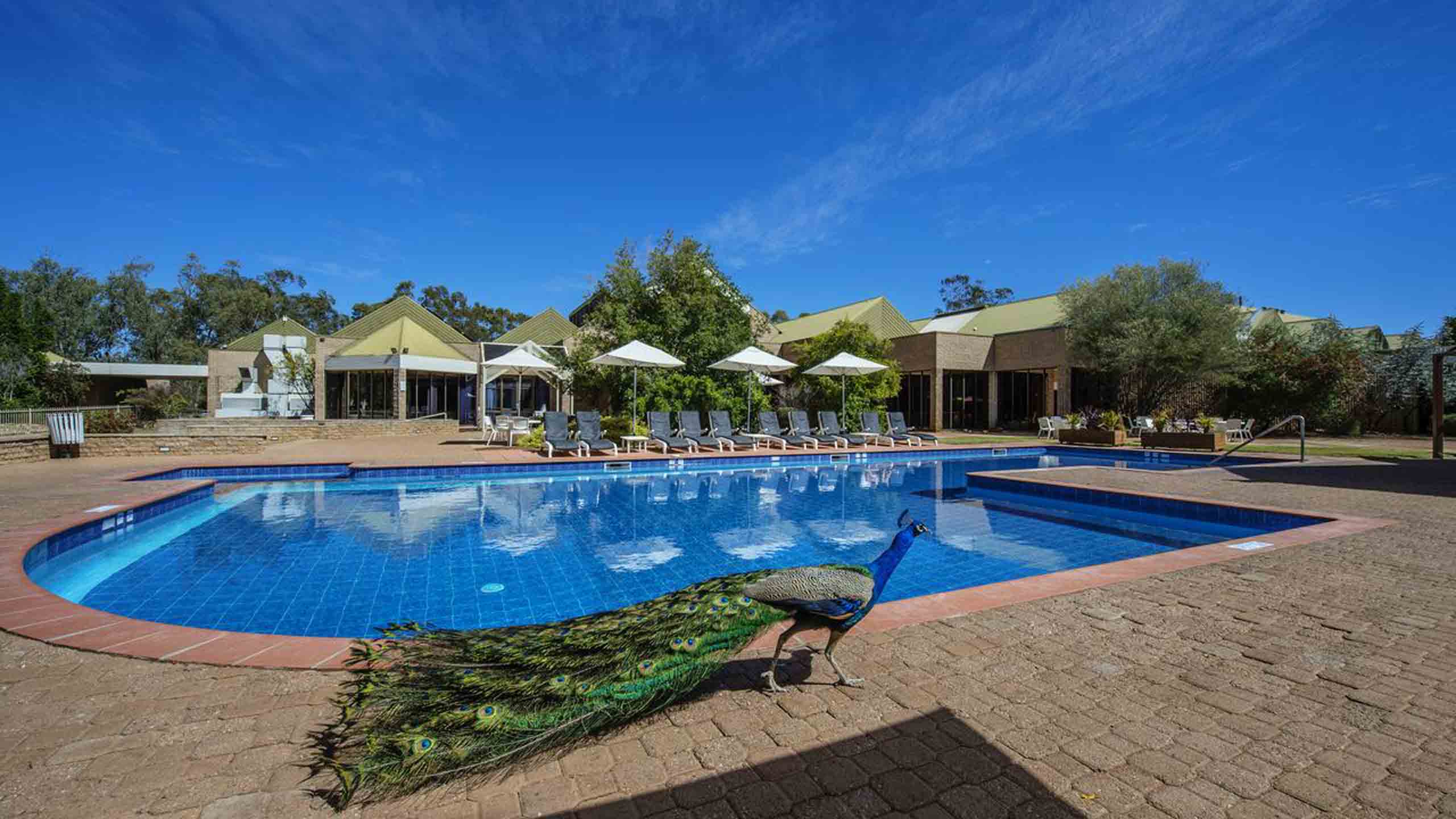 double-tree-by-hilton-hotel-alice-springs-pool-peacock