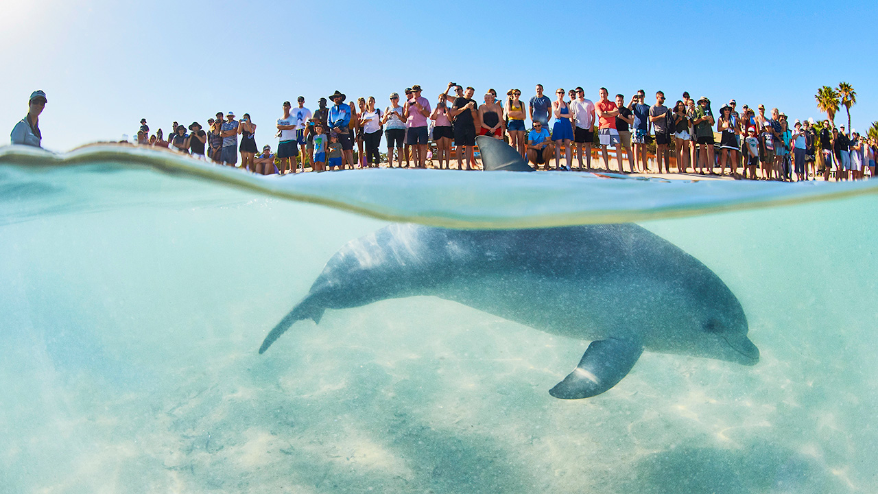 monkey-mia-dolphin-resort-western-australia-shark-bay-close-dolphin