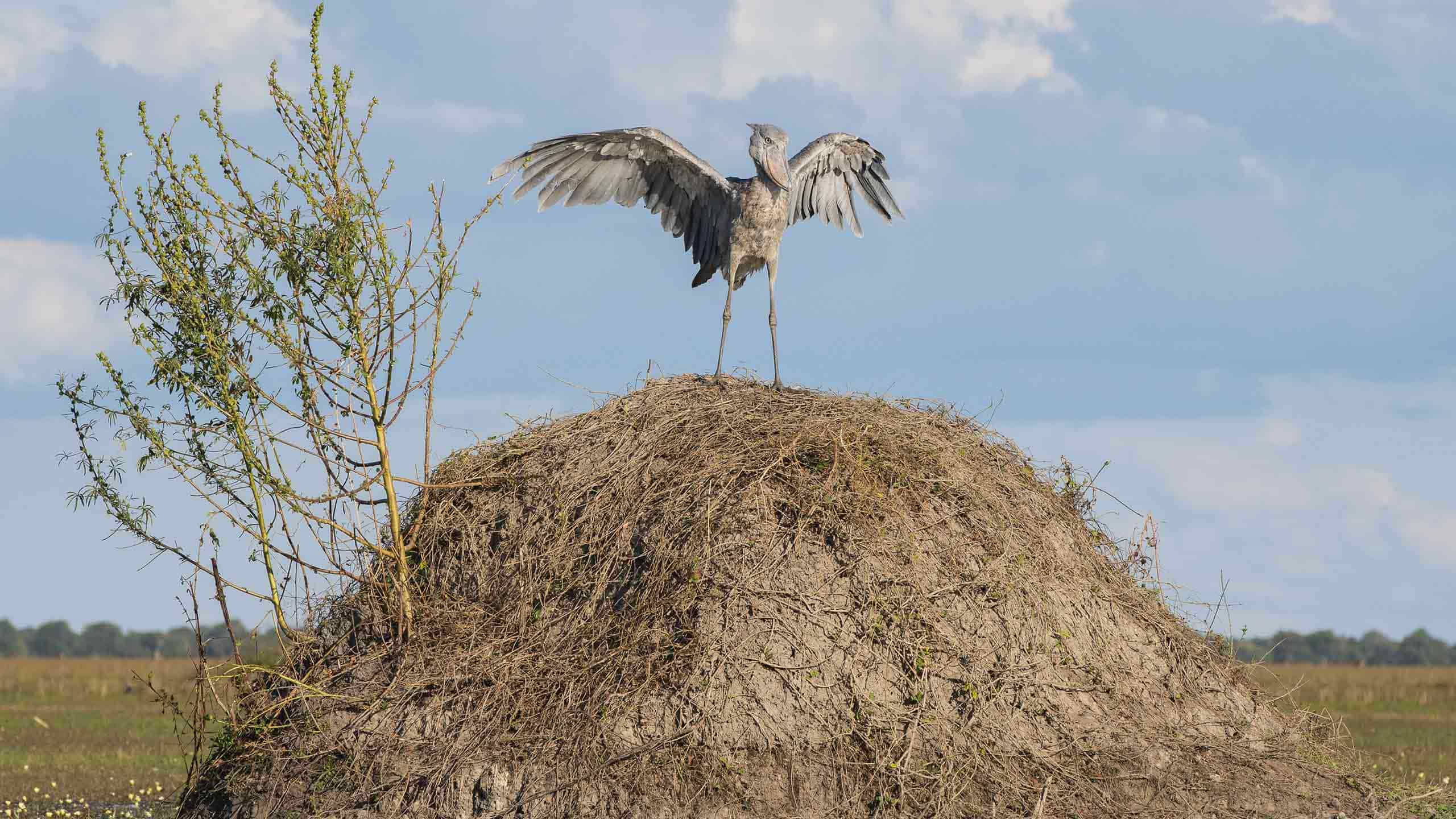 shoebill-island-camp-zambia-africa-bangweulu-wetlands-heron