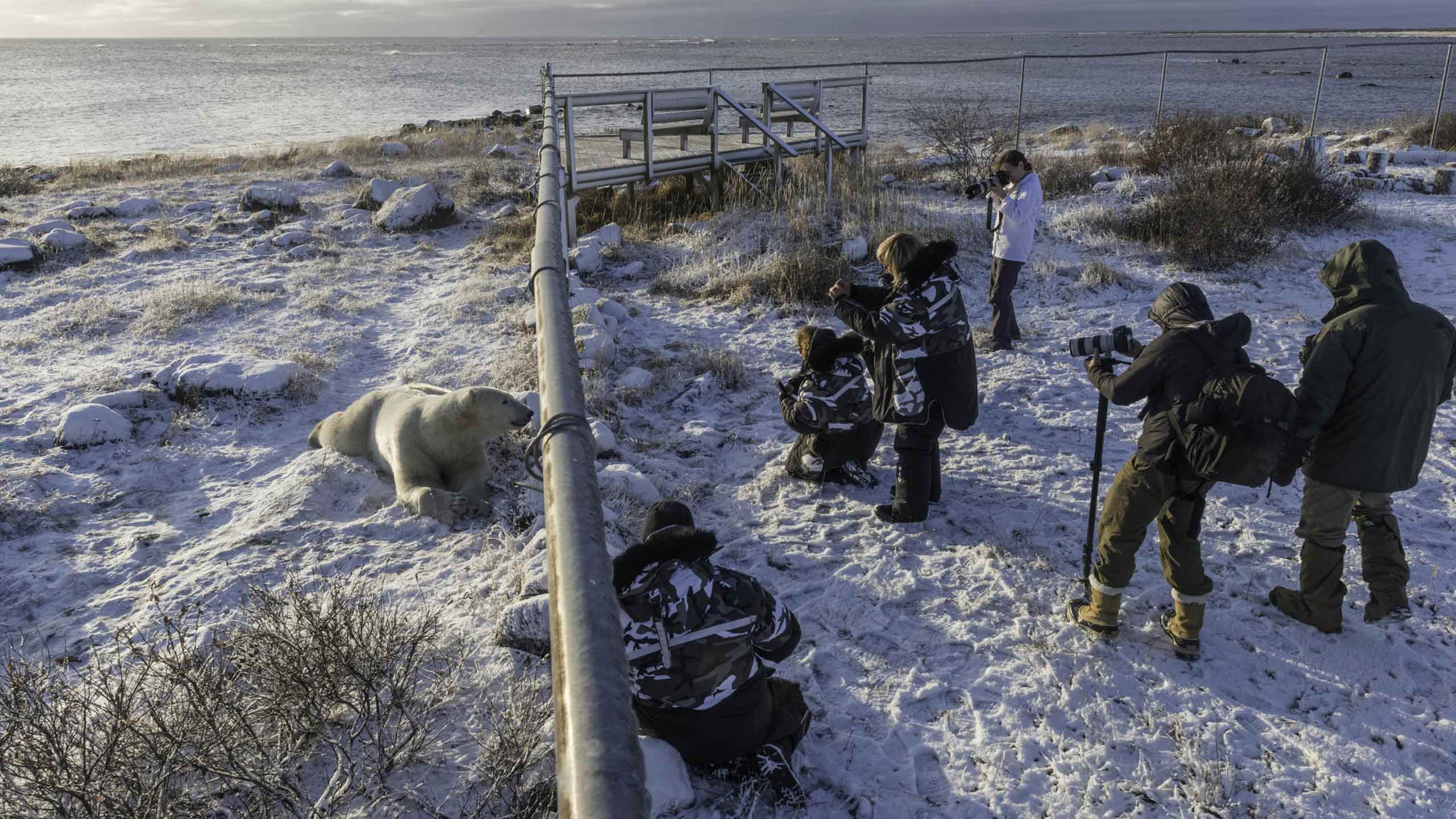 seal-river-heritage-lodge-canada-bay-fence-bear