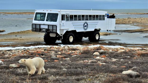 tundra-buggy-polar-bear-churchill-canada