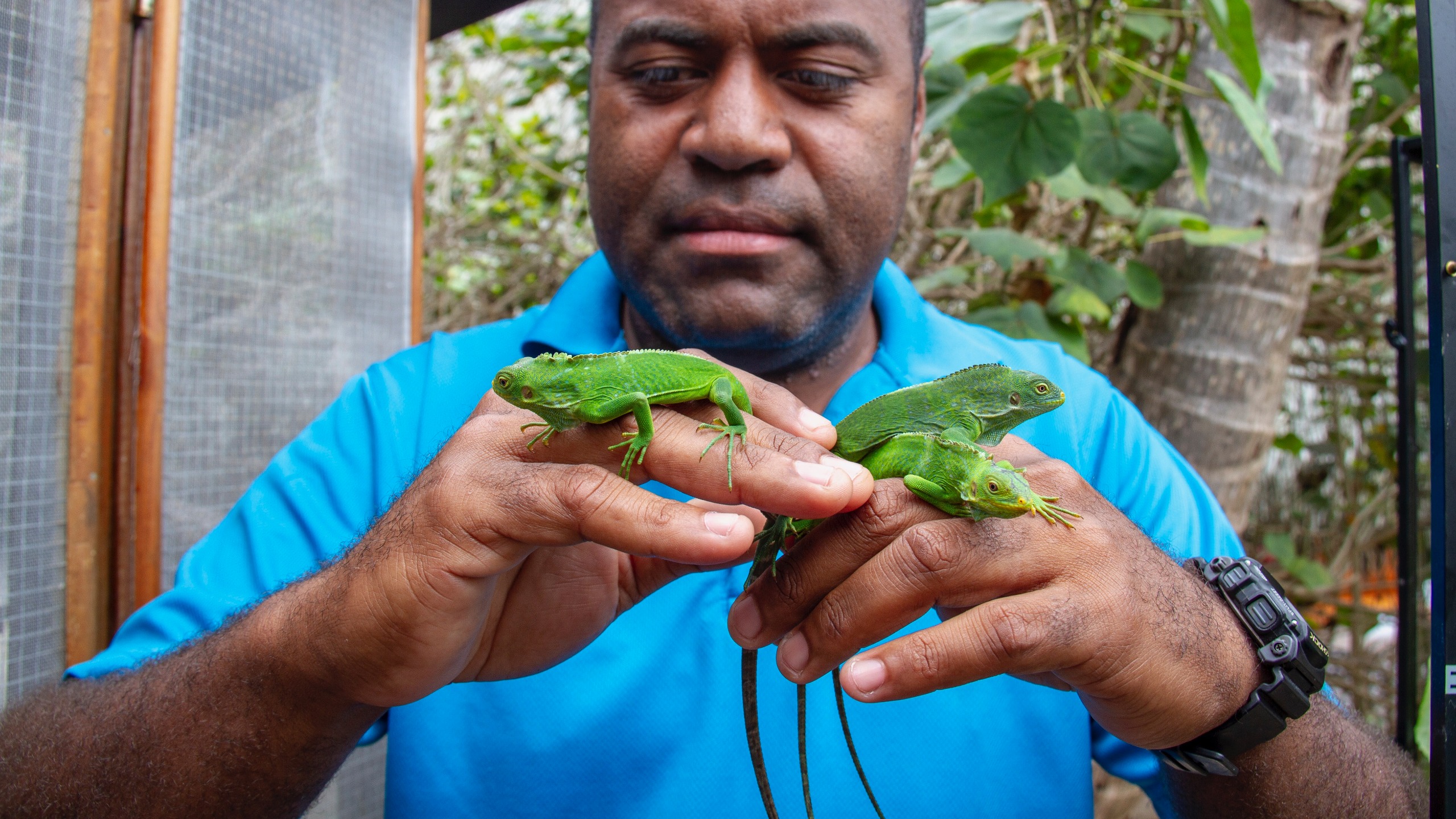 likuliku-lagoon-resort-fiji-iguana-locals-wildlife-sancturary