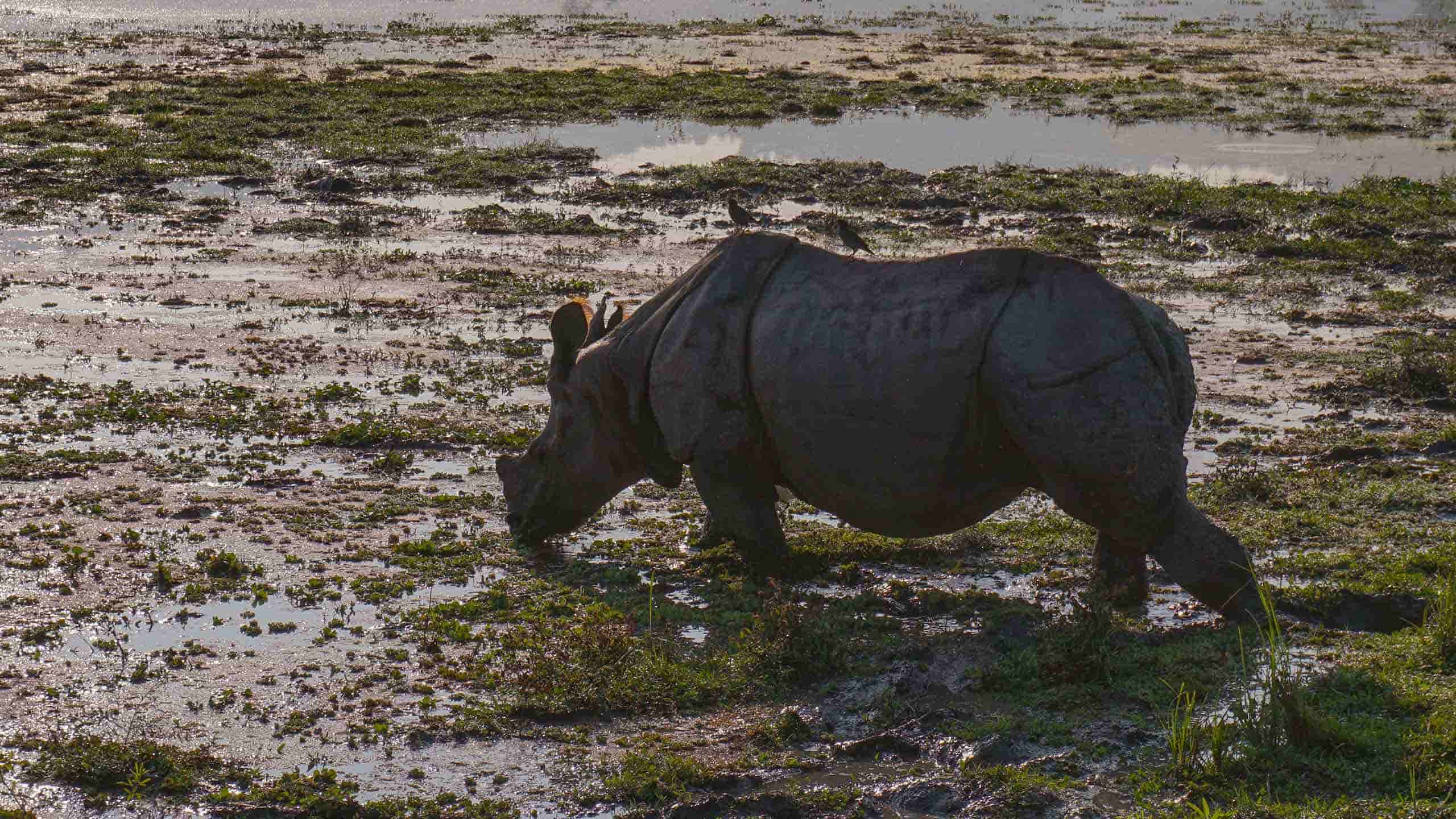 abn-charaidew-ii-india-brahmaputra-river-cruise-kaziranga-ational-park-ashwina-kumar