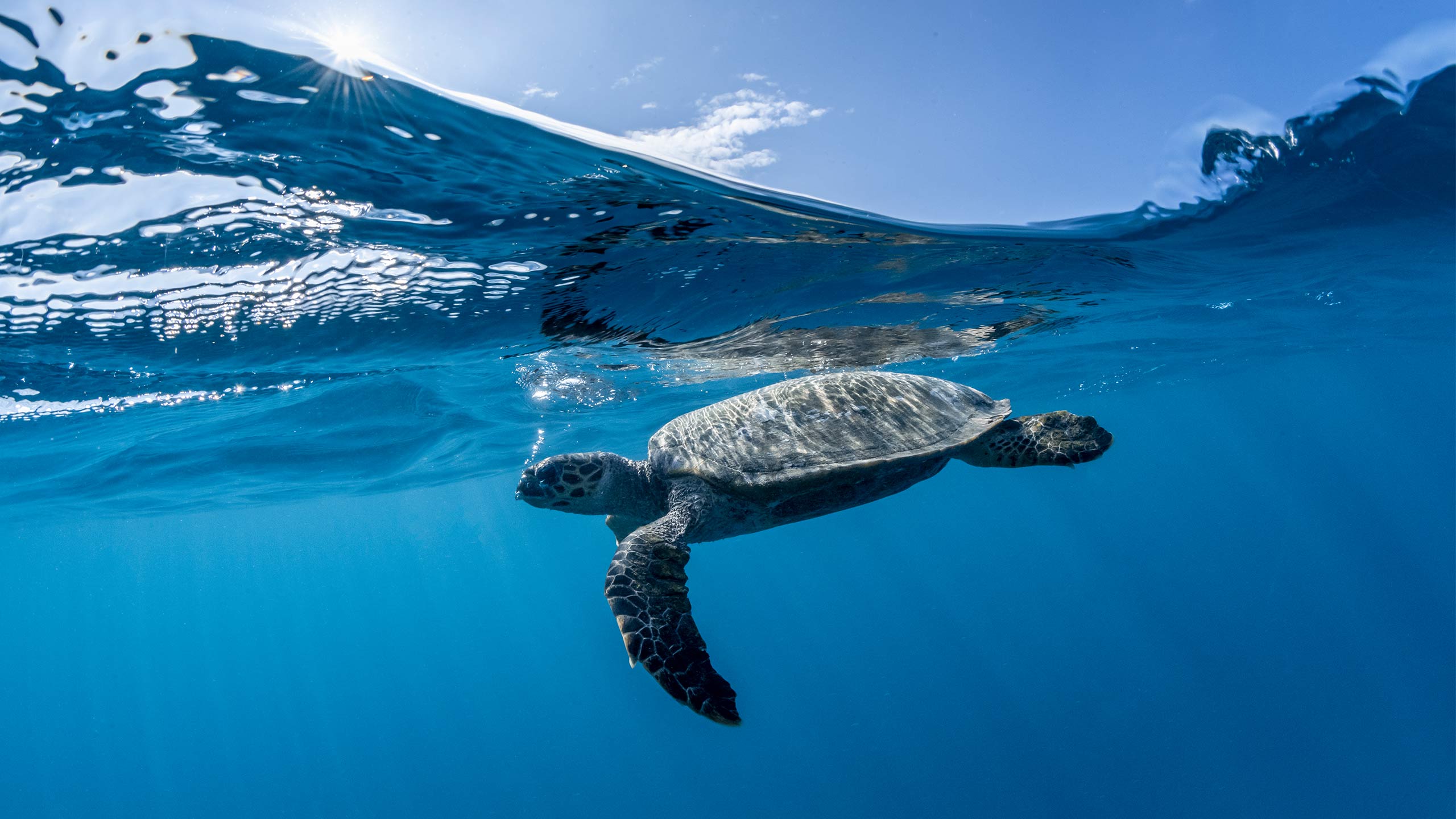 como-cocoa-island-maldives-hawksbill-turtle