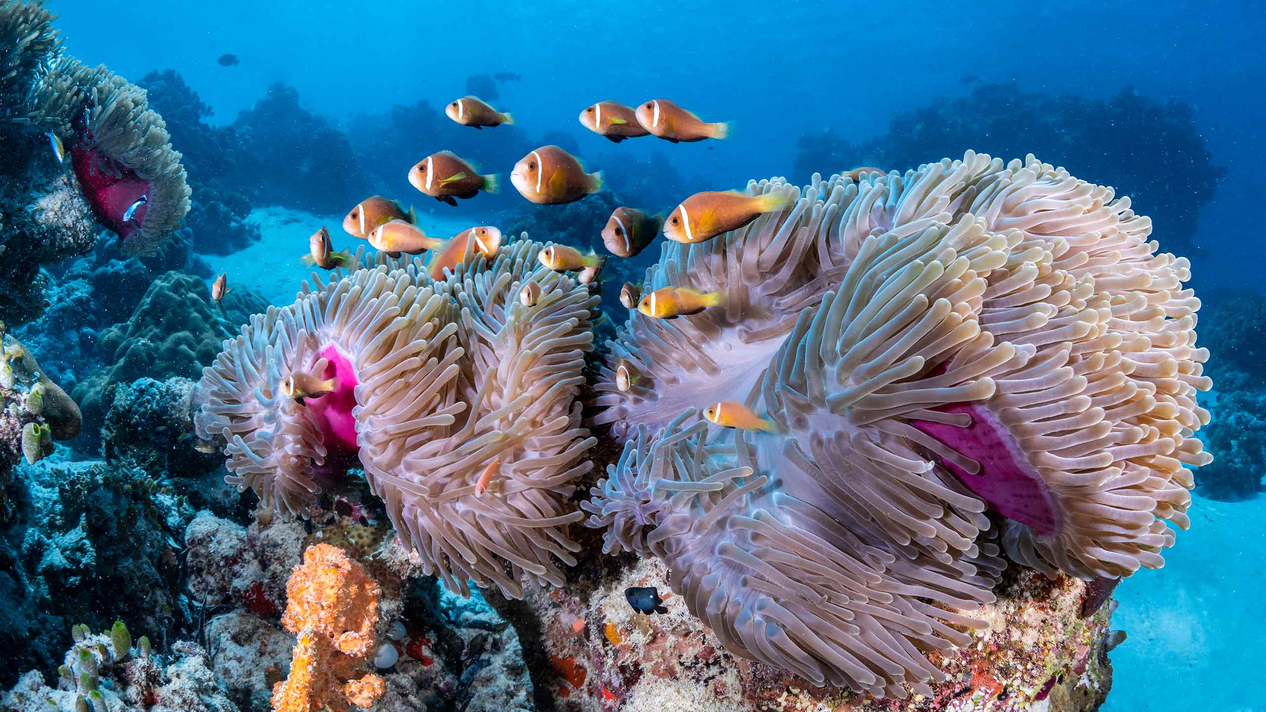 como-maalifushi-thaa-atoll-maldives-clownfish