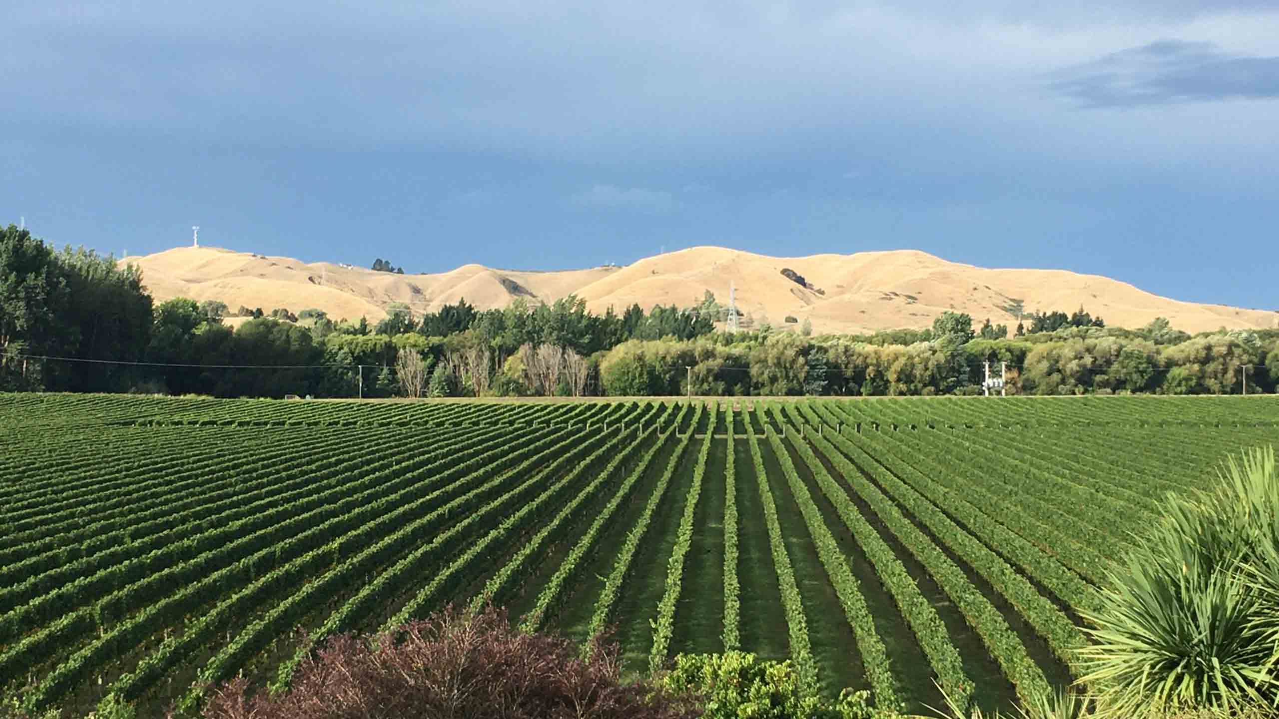 breckenridge-lodge-napier-hawkes-bay-vineyard