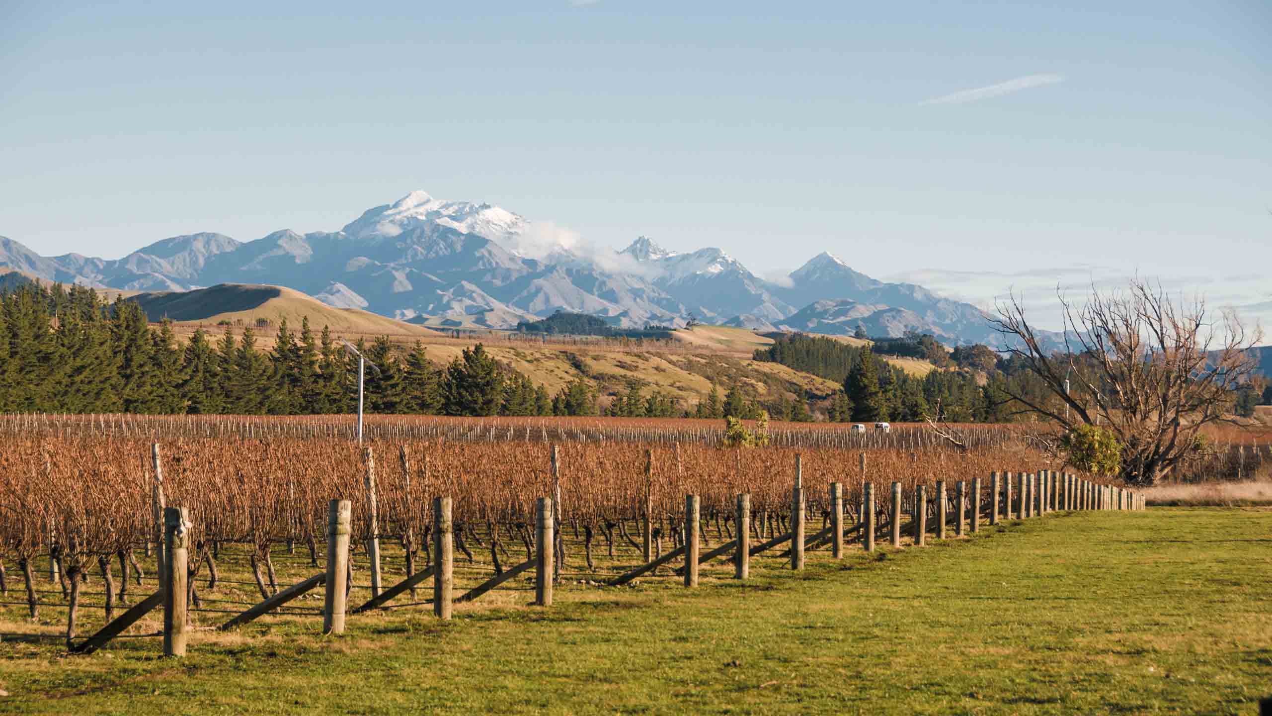 marlborough-new-zealand-vineyard