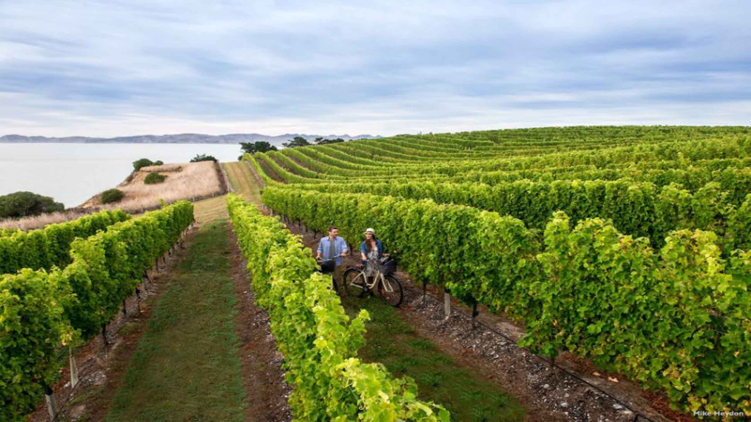 marlborough-lodge-cycling-among-vines-new-zealand