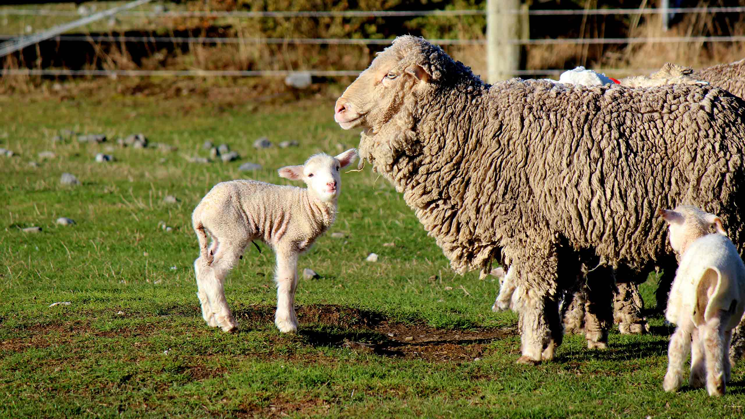 wilderness-lodge-arthurs-pass-new-zealand-lamb-and-ewe