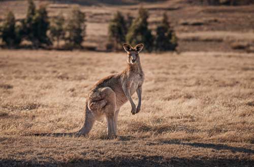 OneAndOnly-WolganValley-bluemountains-australia-kangaroo-wildlife