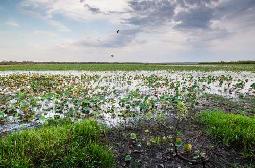 northern-territory-australia-mamukala-wetlands