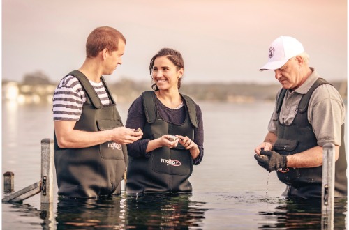 south-australia-eyre-peninsula-coffin-bay-oyster-farm-plucking-wading