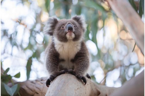 south-australia-eyre-peninsula-mikkira-station-koala