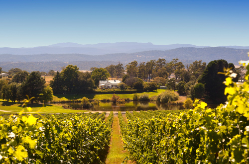 josef-chromy-winery-tasmania-australia-grapes-vineyards
