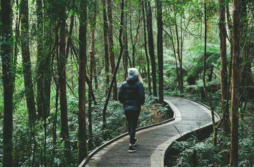 Nelson-Falls-Franklin-Gordon-Wild-Rivers-National-Park-tasmania-australia-walk