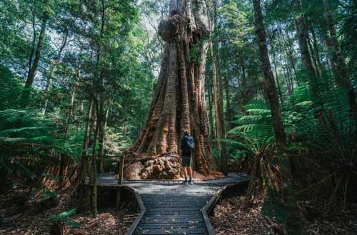 big-tree-dip-river-forest-reserve-tasmania-australia