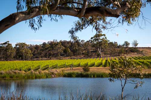tasmania-australia-milton-vineyard-views