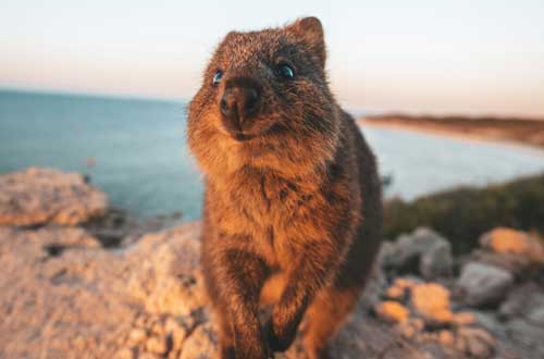 rottnest-island-western-australia-quokka-sunset