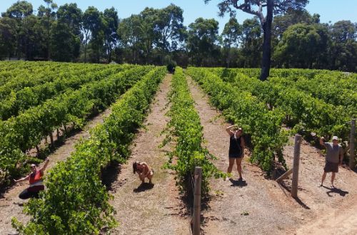 western-australia-vineyard-winery-margaret-river