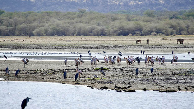 lake-manyara