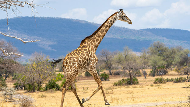 nyerere-national-park