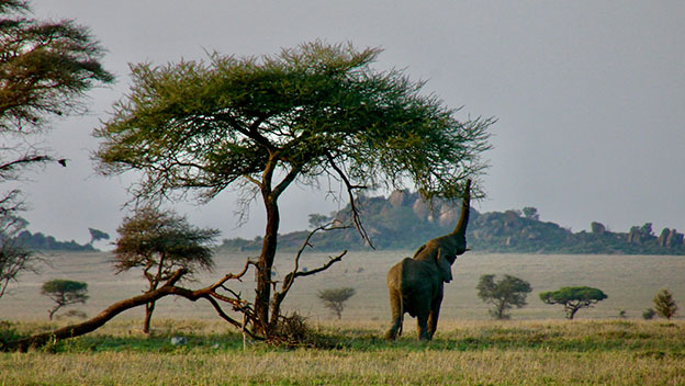 serengeti-national-park