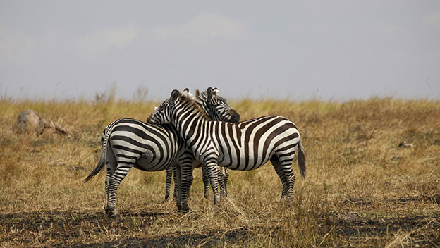 zebras-in-serengeti